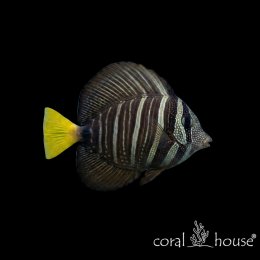 Ryba morska Zebrasoma veliferum Pokolec żaglopłetwy Sailfin Tang