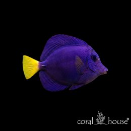Ryba morska Zebrasoma xanthurum Pokolec fioletowy Purple Tang