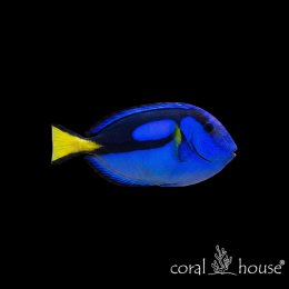 Ryba morska Paracanthurus hepatus Pokolec królewski Dory Blue Tang