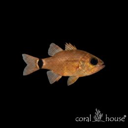 Ryba morska Ostorhinchus aureus Apogon złoty Ring-tailed Cardinalfish