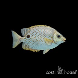 Ryba morska Siganus guttatus Borsuk kropkowany Orange-spotted Rabbitfish