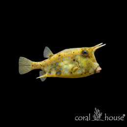 Ryba morska Lactoria cornuta Kostera rogata Longhorn Cowfish