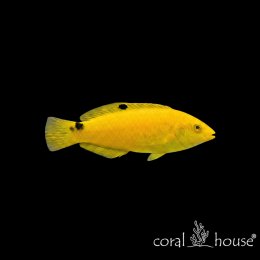 Ryba morska Halichoeres chrysus Wargatek złocisty Canary Wrasse