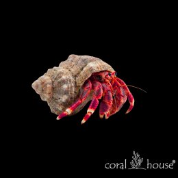 Krab Pustelnik Czerwononogi Red Leg Hermit Crab