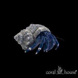 Krab Pustelnik Elegancki Electric Blue Hermit Crab