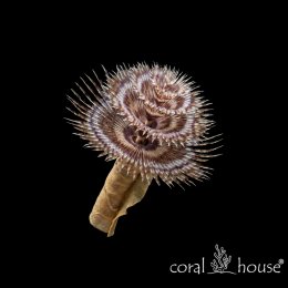 Rurówka Bispira guinensis Rurówka kolonijna Żywy wachlarz rafy