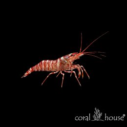 Lysmata wurdemanni Krewetka na Aiptazję Peppermint Shrimp