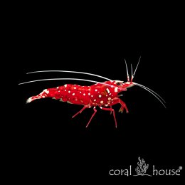 Lysmata debelius Krewetka szkarłatna Fire Shrimp