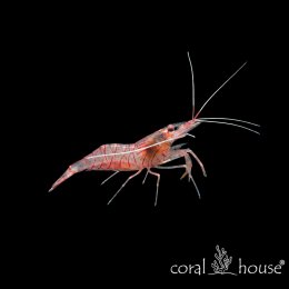 Lysmata kuekenthali Krewetka Kuekenthala Kuekenthal's Cleaner Shrimp