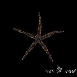 Ophiocomina scolopendrina Wężowidło Brittle Star