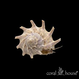 Astralium calcar Ślimak gwieździsty Spiny Star Snail