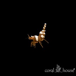 Thor amboinensis Krewetka Sexy Shrimp