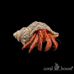 Trizopagurus Strigatus Krab Halloween