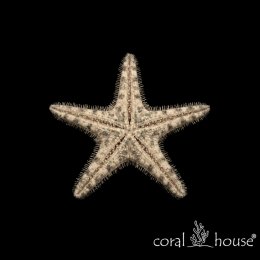 Archaster Typicus Rozgwiazda Piaskowa Kopiąca