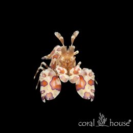 Hymenocera Picta Krewetka Arlekin Pogromca Asterin