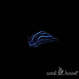 Chelidonura Varians Ślimak Aksamitny Na Wirki