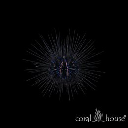 Diadema Savignyi Jeżowiec Długokolcy Niezawodna kosiarka