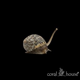 Ślimak Nassarius Kopiący czyściciel podłoża