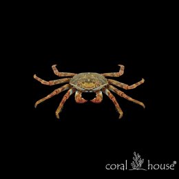 Percnon Gibbesi Krab Percnon Szybki zjadacz glonów