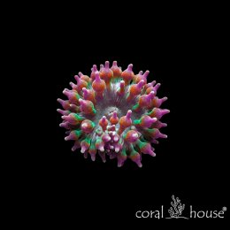 Entacmaea Quadricolor Multicolor Ukwiał Tęczowy