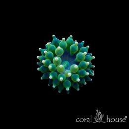 Entacmaea Quadricolor Green Ukwiał Bąbelkowy Zielony