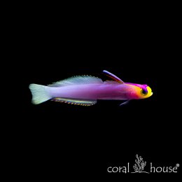 Ryba Morska Nemateleotris Helfrichi Babka Helfrichi Lawendowy klejnot