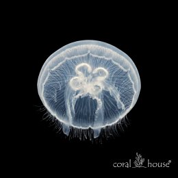Chełbia Modra Moon Jellyfish Meduza