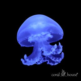 Blue Cannonball Jellyfish Meduza