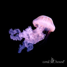 Plocamia Jellyfish Meduza