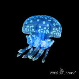 Spotted Lagoon Jellyfish Meduza