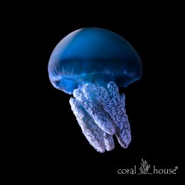 Blueblubber Jellyfish Meduza