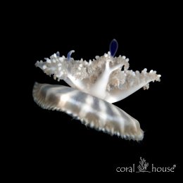 Cassiopea Jellyfish Meduza