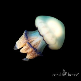 Pulmo Jellyfish Meduza