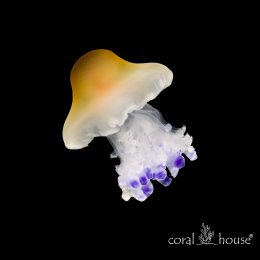 Egg Jellyfish Meduza