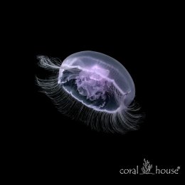 Eirene Lactoides Jellyfish Meduza