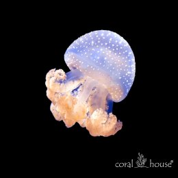 Australian Spotted Lagoon Jellyfish Meduza