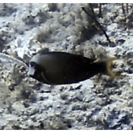 Ryba morska Acanthurus tristis Pokolec smutny Indian Ocean Mimic Surgeonfish