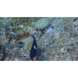Ryba morska Centropyge tibicen Ustniczek czarny Keyhole Angelfish