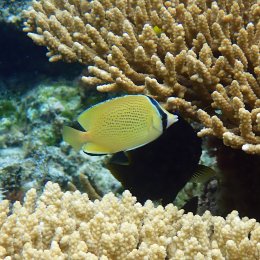 Ryba morska Chaetodon citrinellus Ustnik cytrynowy Speckled Butterflyfish