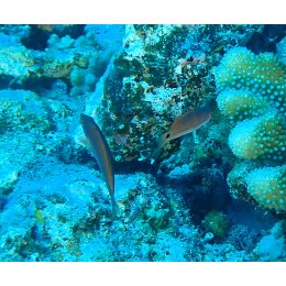 Ryba morska Cirrhilabrus exquisitus Wargacz wytworny Indian Exquisite Fairy Wrasse
