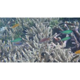 Ryba morska Cirrhilabrus cyanopleura Wargacz niebieskoboki Blueside Fairy Wrasse