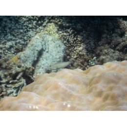 Ryba morska Halichoeres chloropterus Wargatek zielony Green Wrasse