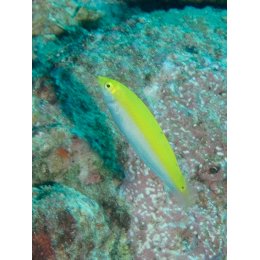 Ryba morska Halichoeres leucoxanthus Wargatek kanarkowy Canarytop Wrasse