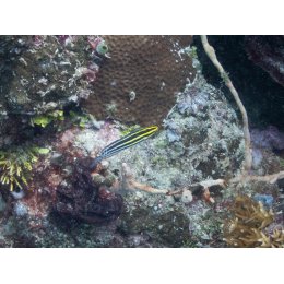 Ryba morska Meiacanthus grammistes Ślizg paskowany Striped Fang Blenny