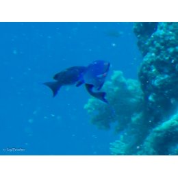 Ryba morska Pseudanthias cheirospilos Antias pacyficzny Pacific Lyretail Anthias - samica