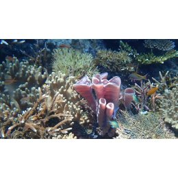 Ryba morska Pseudanthias huchtii Antias czerwonolicy Huchtii Anthias (samica)