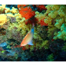Ryba morska Pseudanthias hypselosoma Antias różowy Pink Stocky Anthias (samica)