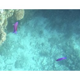 Ryba morska Pseudanthias tuka Antias purpurowy Purple Queen Anthias (samiec)