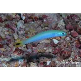 Ryba morska Ptereleotris heteroptera Żagiewka błękitna Blue Gudgeon Dartfish