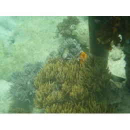 Ryba morska Salarias ceramensis Ślizg ceramski Seram Blenny